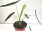 Alocasia micholitziana- Frydek *Local delivery/pick-up only*-Indoor & Outdoor Plants-ThePaintedLeaf-care