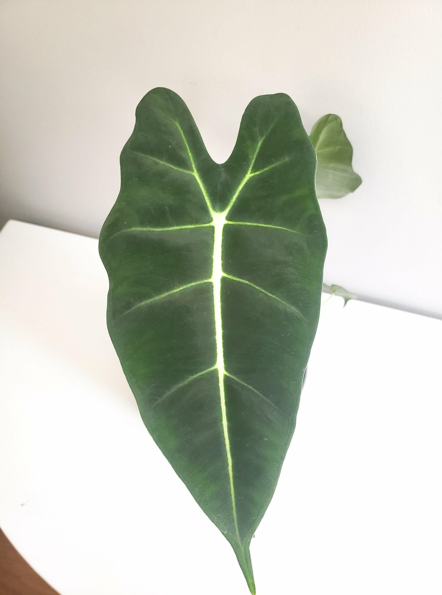 Alocasia micholitziana- Frydek *Local delivery/pick-up only*-Indoor & Outdoor Plants-ThePaintedLeaf-care