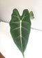 Alocasia micholitziana- Frydek *Local delivery/pick-up only*-Indoor & Outdoor Plants-ThePaintedLeaf-care