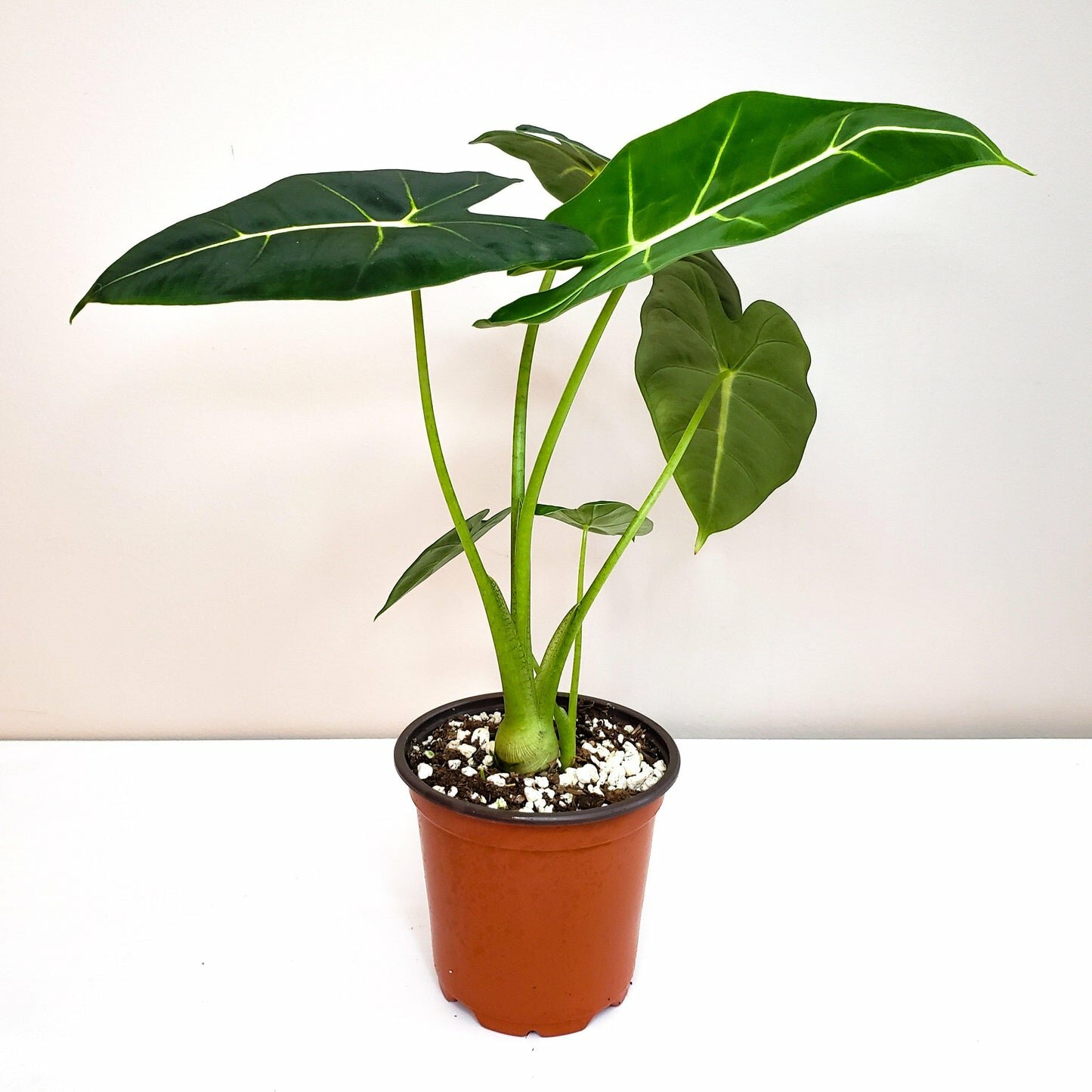 Alocasia micholitziana- Frydek *Local delivery/pick-up only*-Indoor & Outdoor Plants-ThePaintedLeaf-care