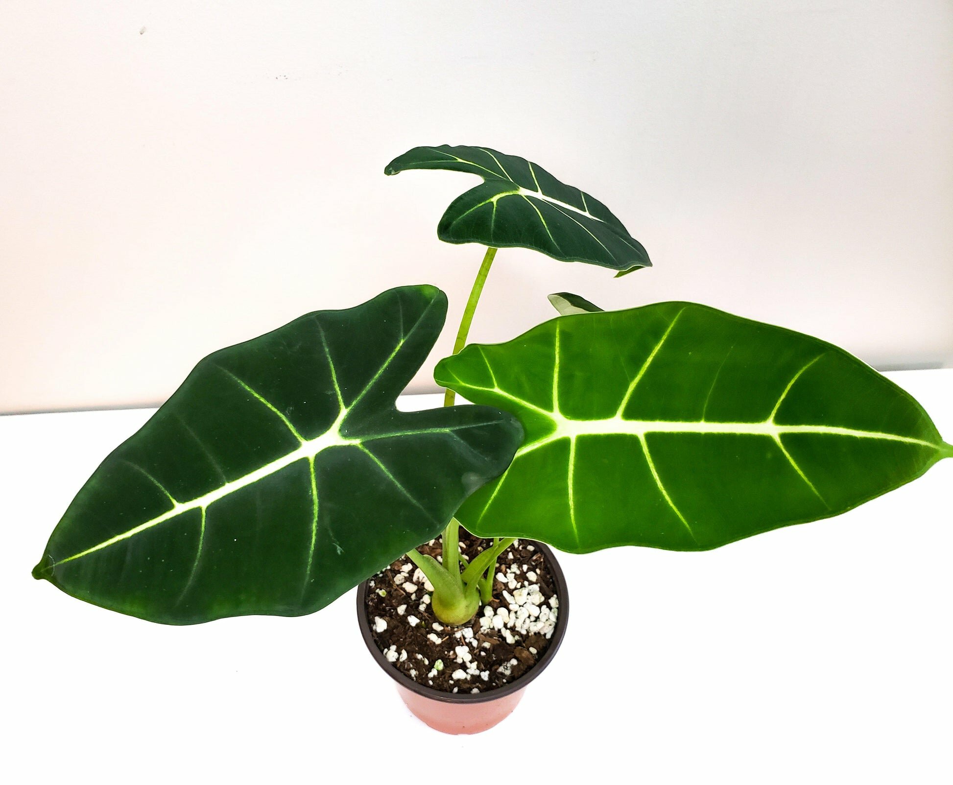 Alocasia micholitziana- Frydek *Local delivery/pick-up only*-Indoor & Outdoor Plants-ThePaintedLeaf-care