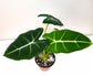 Alocasia micholitziana- Frydek *Local delivery/pick-up only*-Indoor & Outdoor Plants-ThePaintedLeaf-care