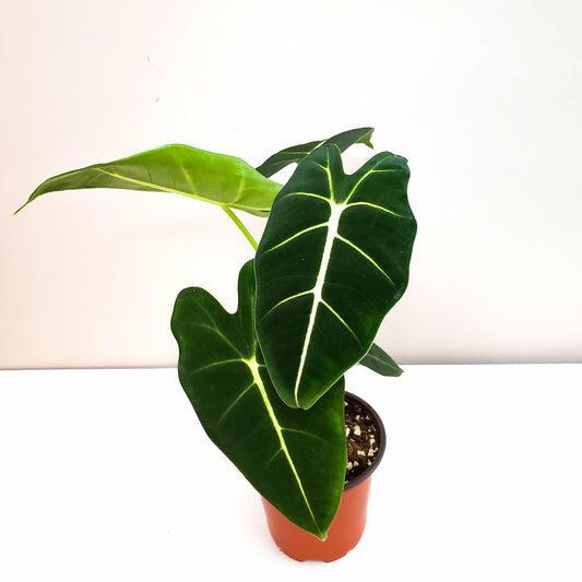 Alocasia micholitziana- Frydek *Local delivery/pick-up only*-Indoor & Outdoor Plants-ThePaintedLeaf-care