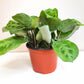 Maranta leuconeura- Green Prayer Plant-plant-ThePaintedLeaf-care
