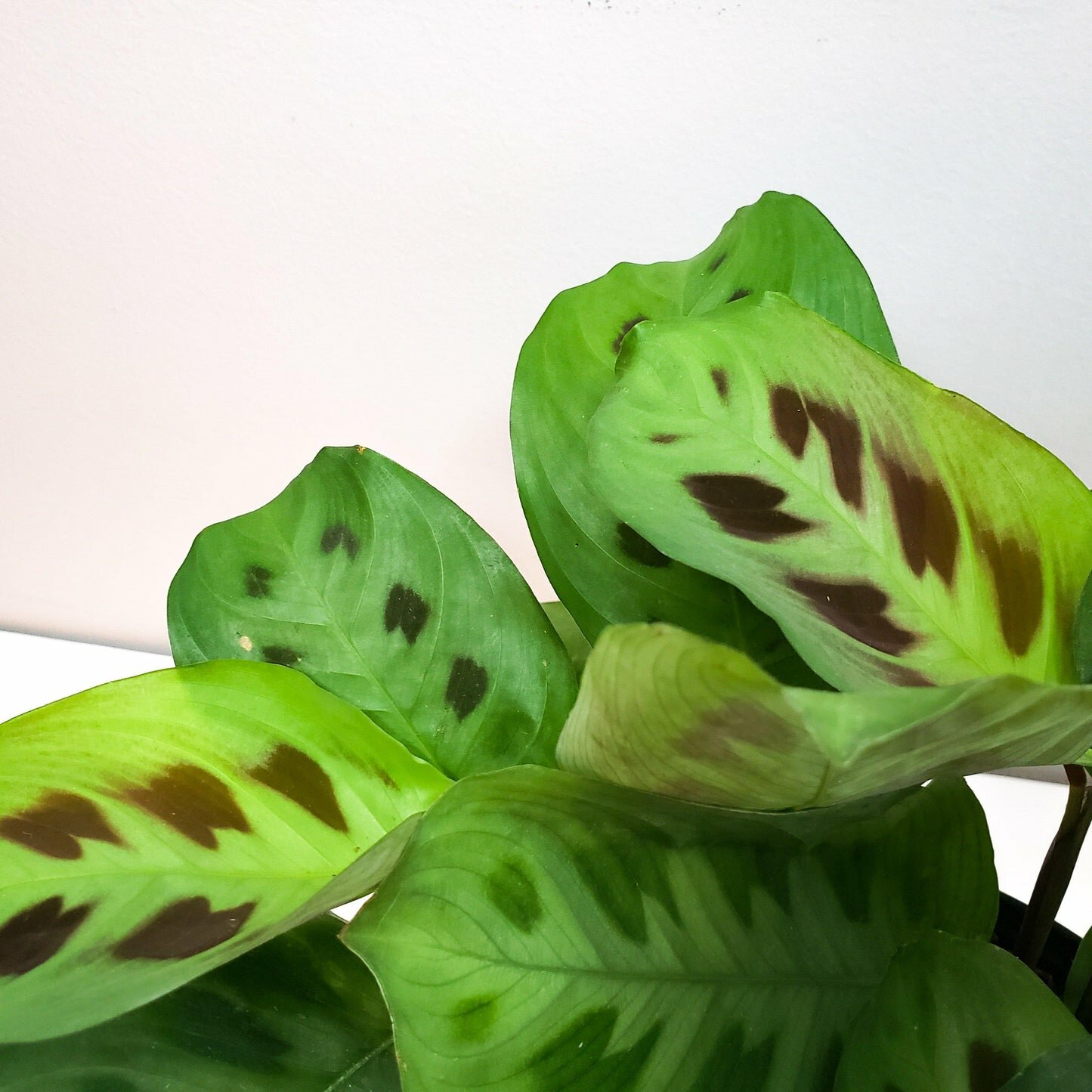 Maranta leuconeura- Green Prayer Plant-plant-ThePaintedLeaf-care