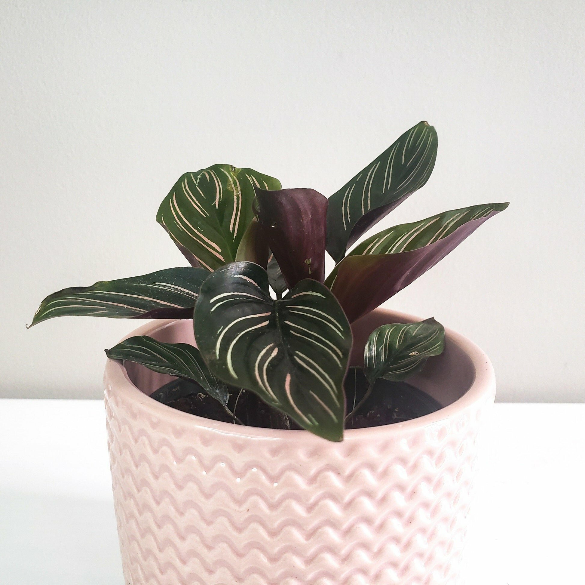 Pastel Ridged 4" Pot-pot-ThePaintedLeaf-care