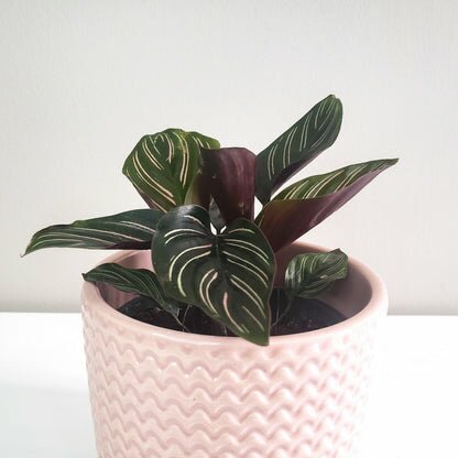 Pastel Ridged 4" Pot-pot-ThePaintedLeaf-care