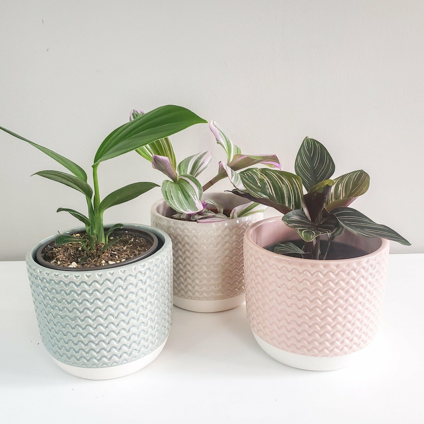 Pastel Ridged 4" Pot-pot-ThePaintedLeaf-care