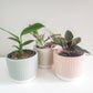 Pastel Ridged 4" Pot-pot-ThePaintedLeaf-care