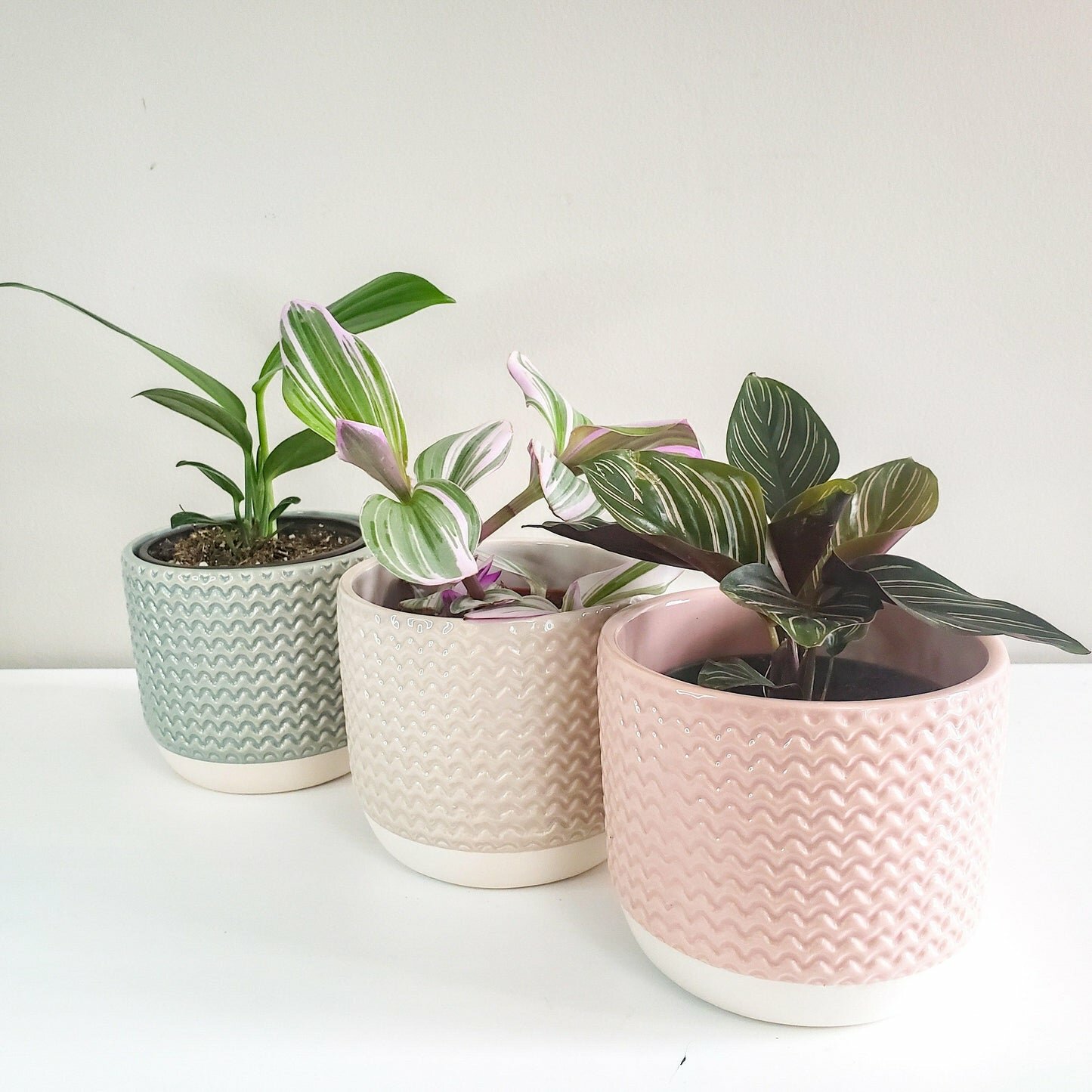 Pastel Ridged 4" Pot-pot-ThePaintedLeaf-care