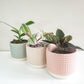 Pastel Ridged 4" Pot-pot-ThePaintedLeaf-care