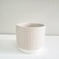 Pastel Ridged 4" Pot-pot-ThePaintedLeaf-care