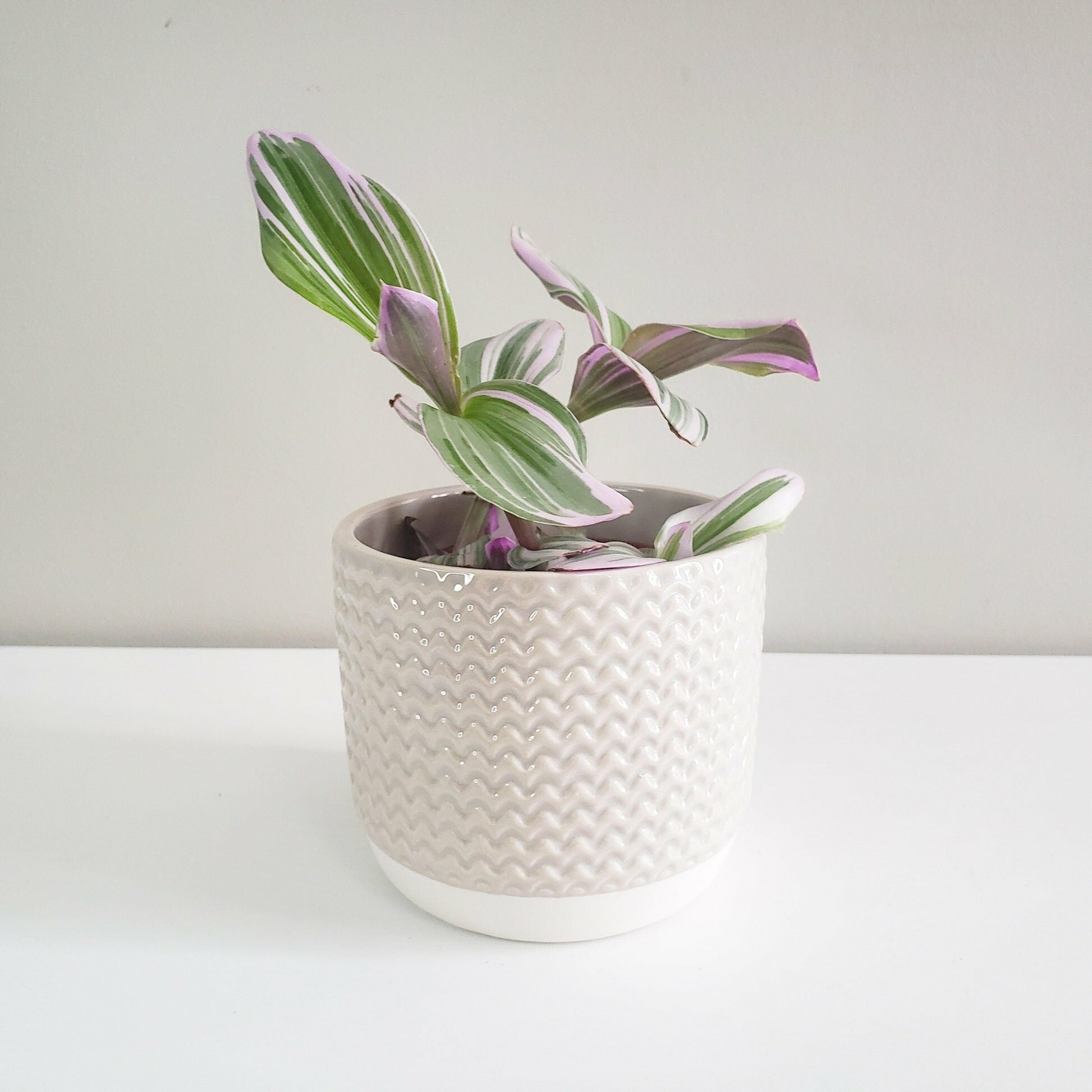 Pastel Ridged 4" Pot-pot-ThePaintedLeaf-care