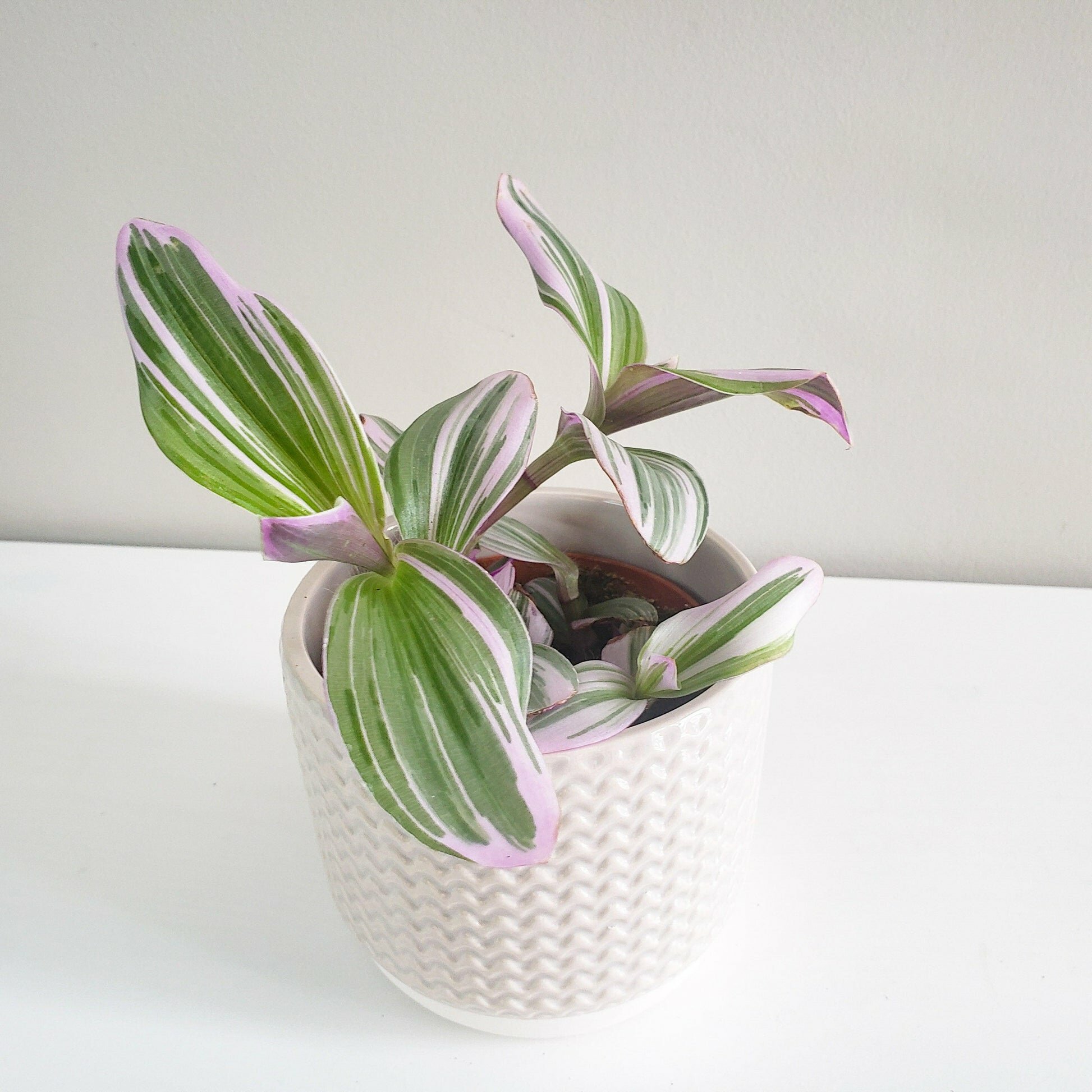 Pastel Ridged 4" Pot-pot-ThePaintedLeaf-care