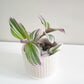Pastel Ridged 4" Pot-pot-ThePaintedLeaf-care