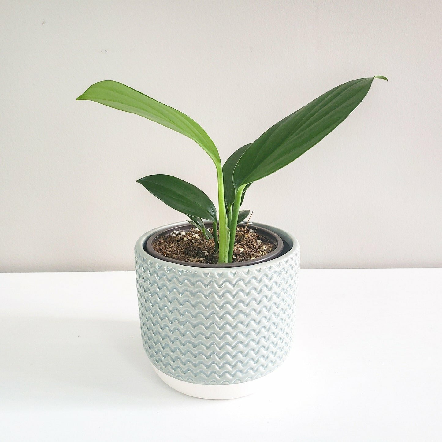 Pastel Ridged 4" Pot-pot-ThePaintedLeaf-care