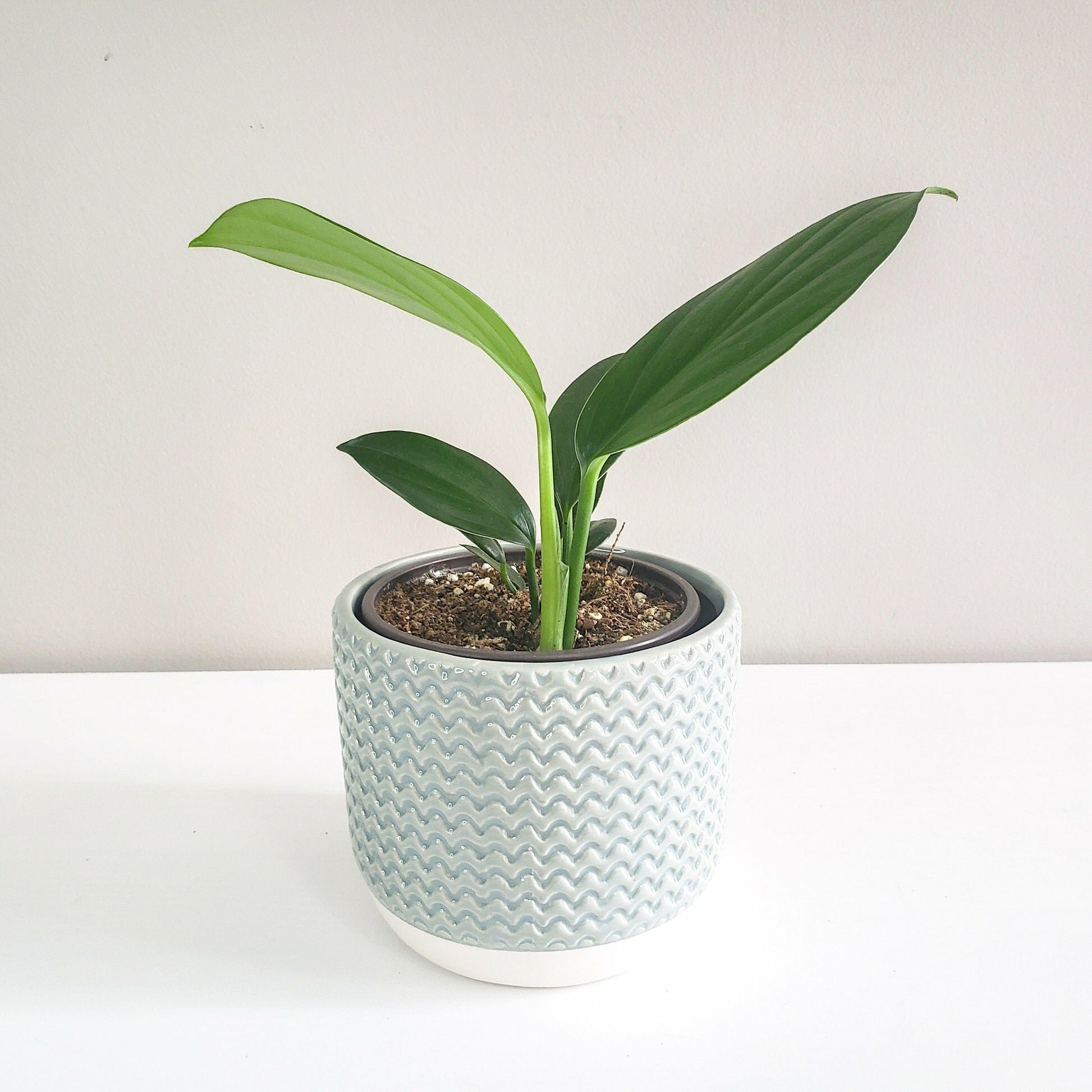Pastel Ridged 4" Pot-pot-ThePaintedLeaf-care