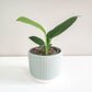 Pastel Ridged 4" Pot-pot-ThePaintedLeaf-care