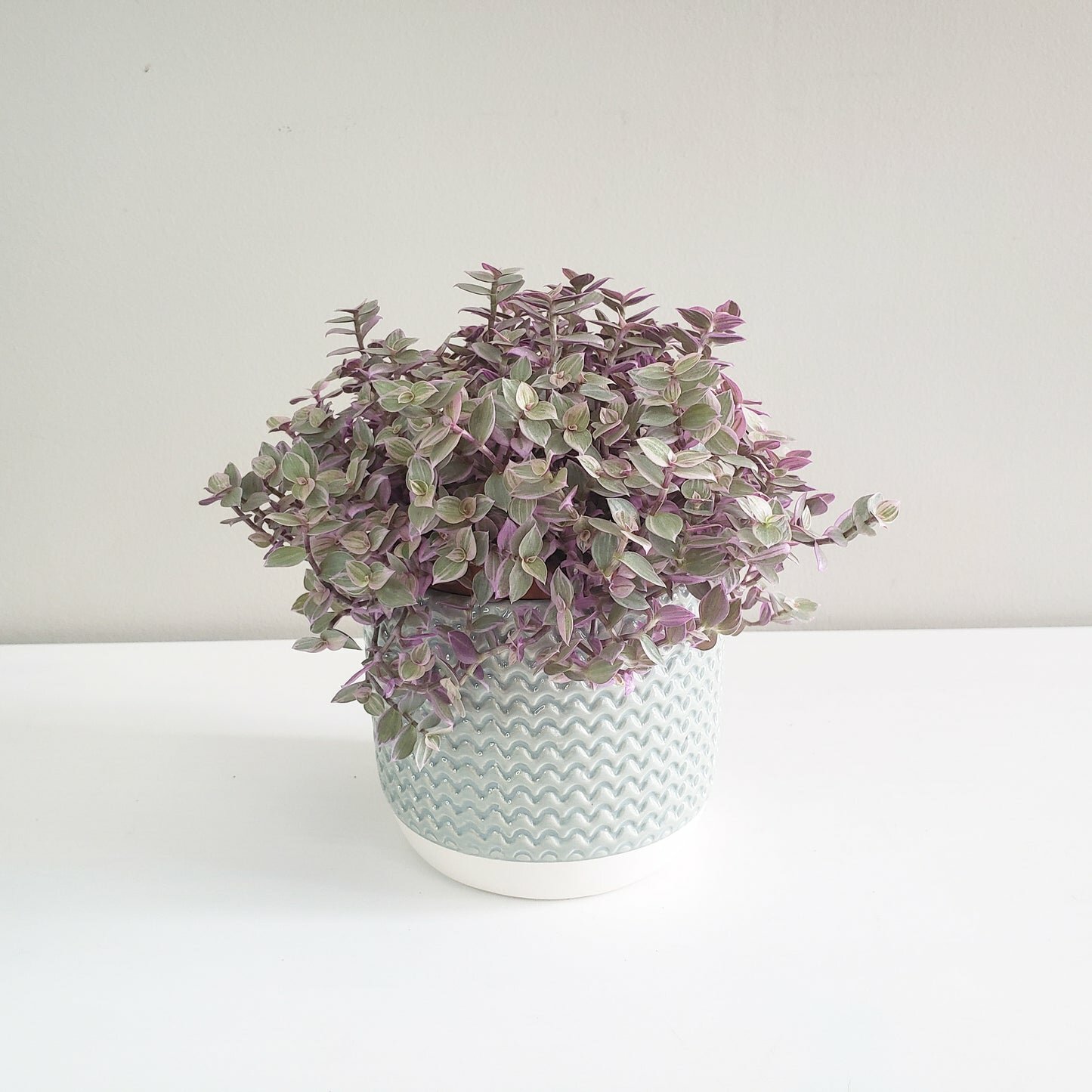 Pastel Ridged 4" Pot-pot-ThePaintedLeaf-care