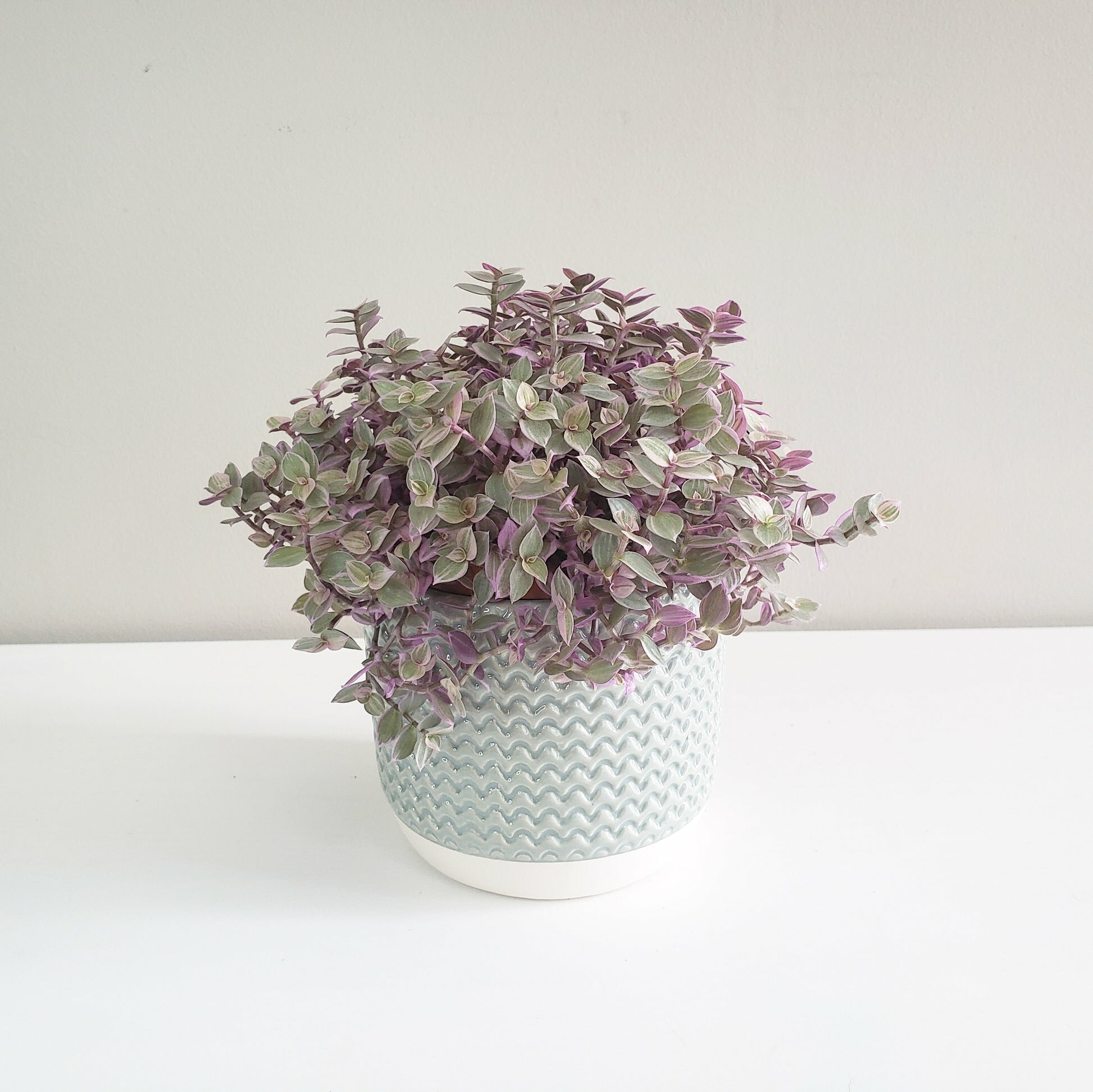 Pastel Ridged 4" Pot-pot-ThePaintedLeaf-care