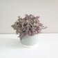 Pastel Ridged 4" Pot-pot-ThePaintedLeaf-care