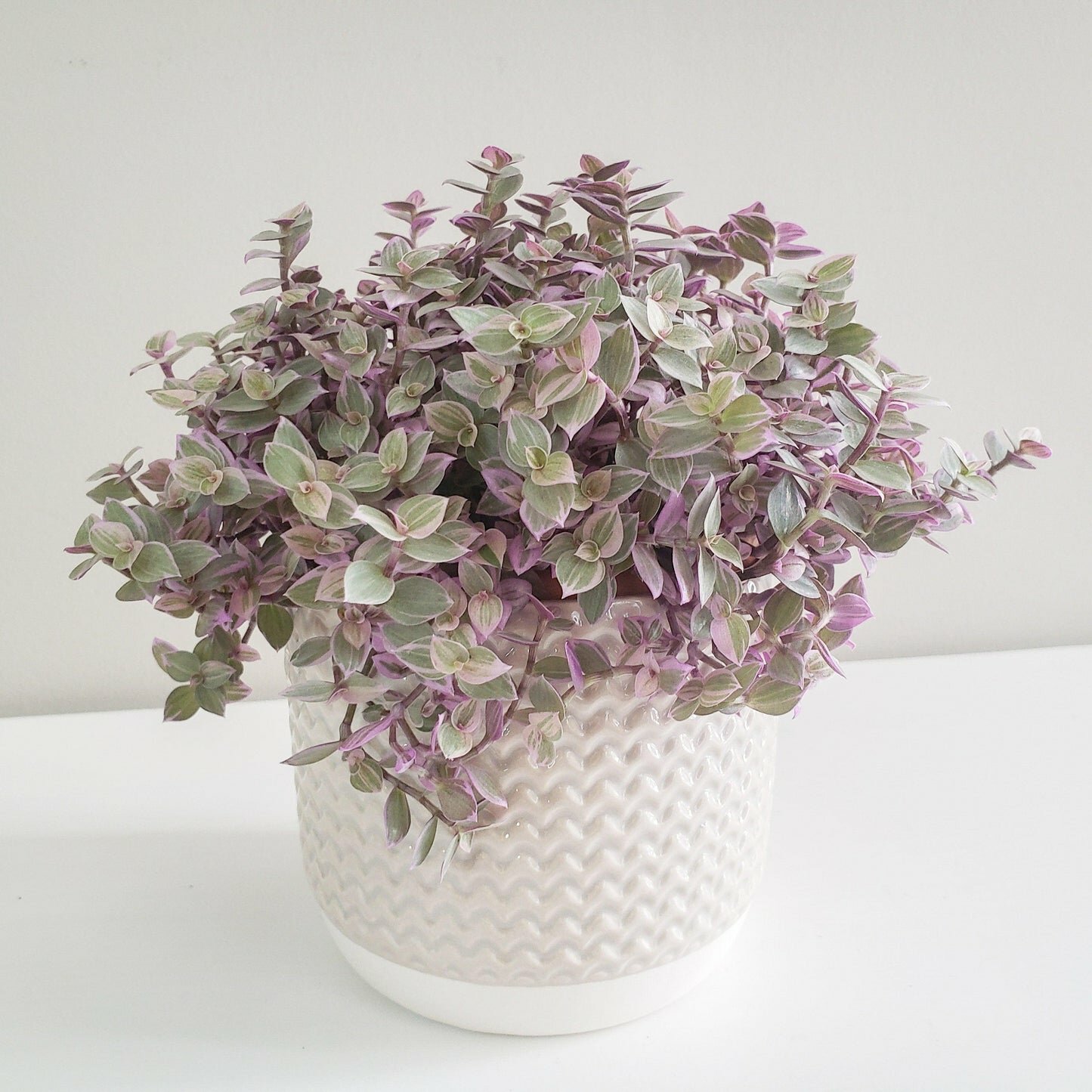 Pastel Ridged 4" Pot-pot-ThePaintedLeaf-care