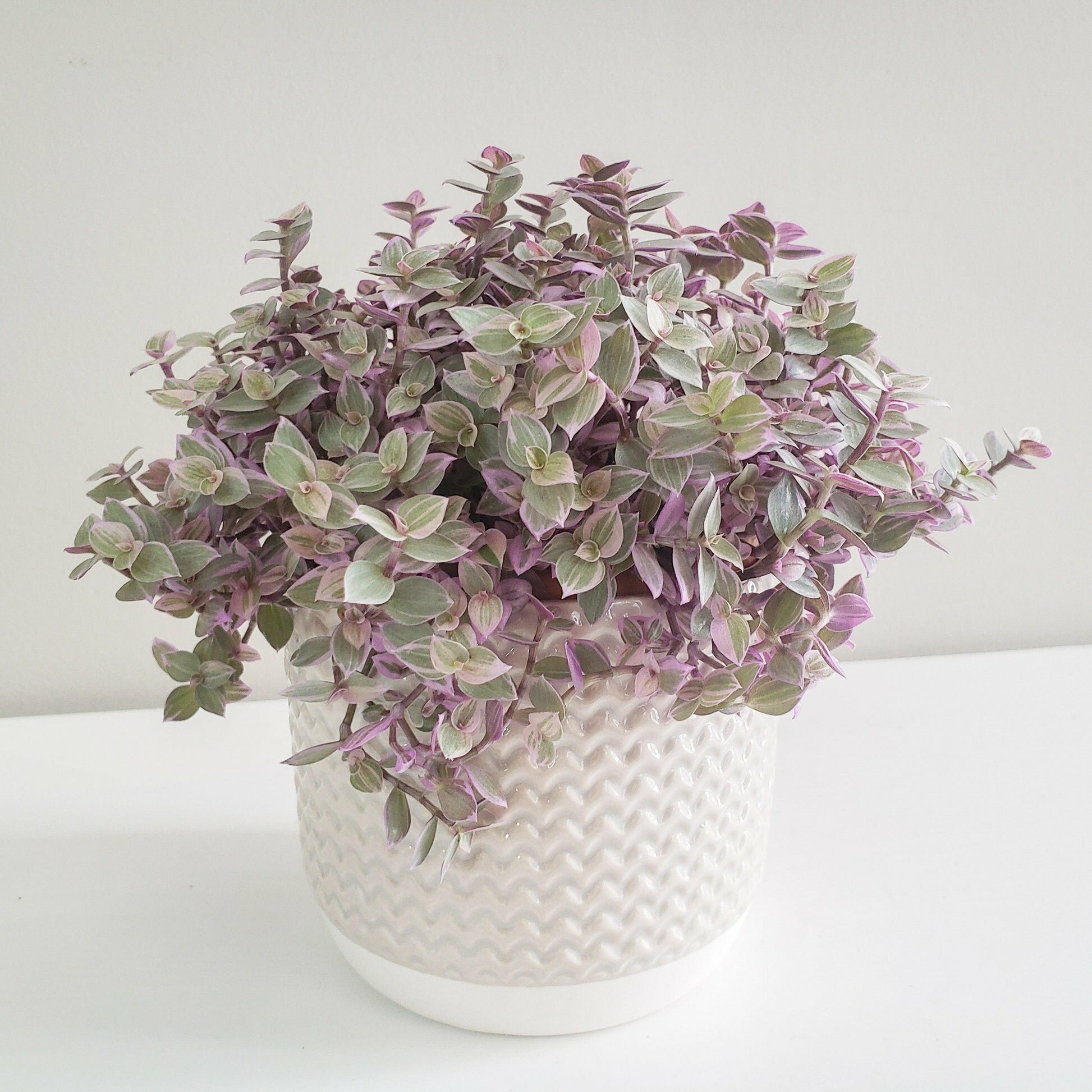 Pastel Ridged 4" Pot-pot-ThePaintedLeaf-care