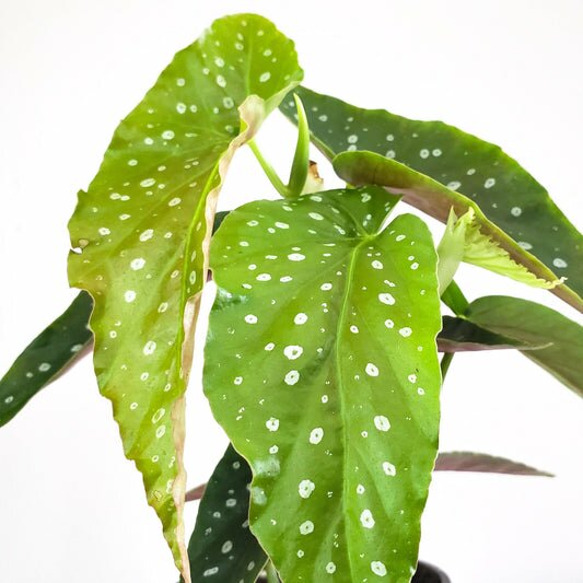 Begonia maculata - Polka dot plant-plant-ThePaintedLeaf-care