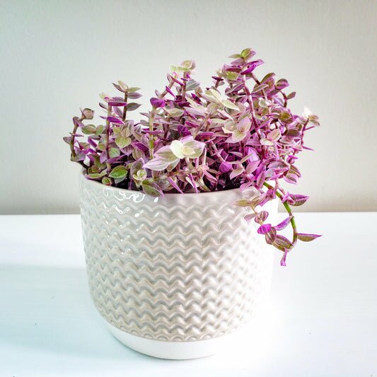 Callisia repens- Pink Lady-plant-ThePaintedLeaf-care