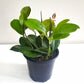 Hoya australis-plant-ThePaintedLeaf-care
