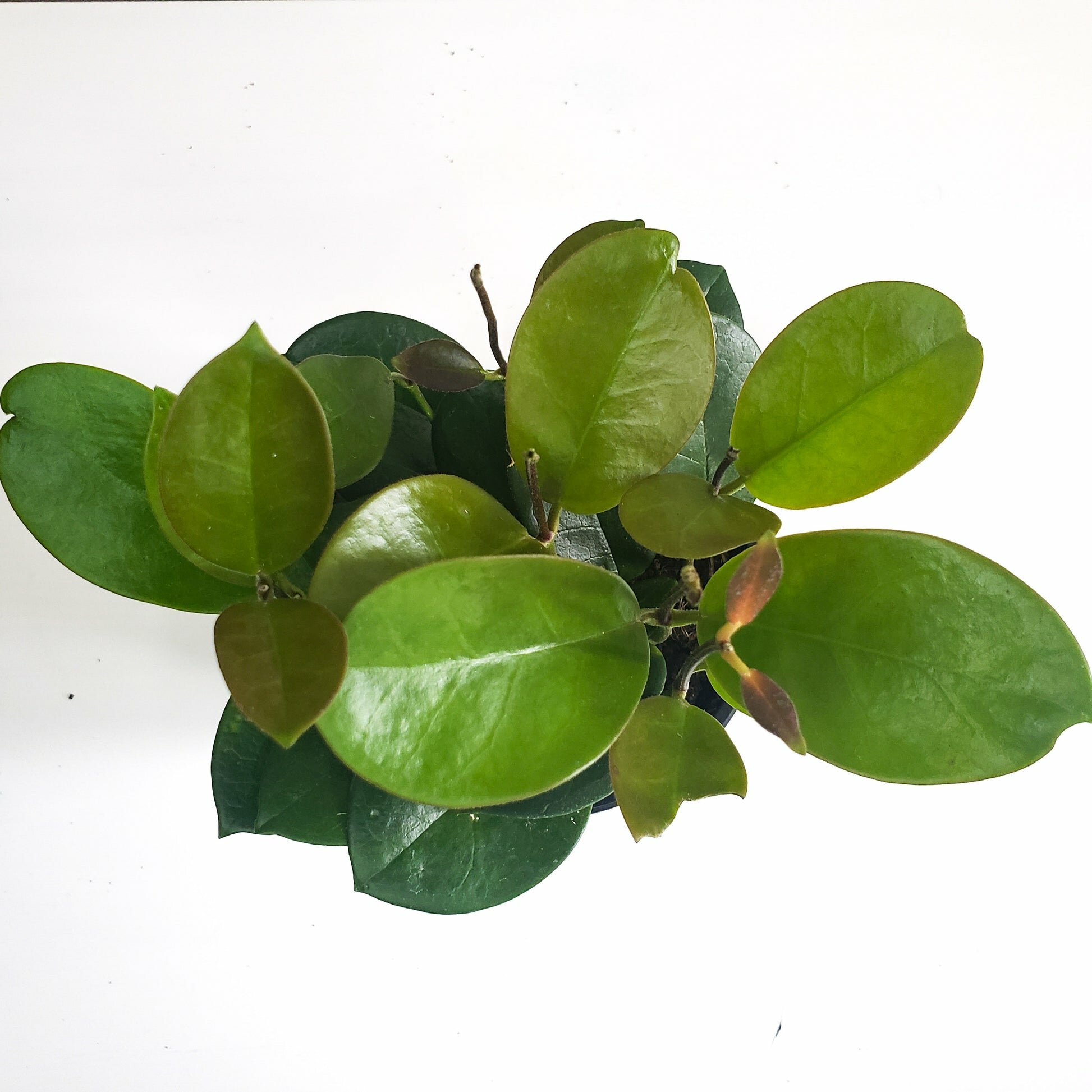 Hoya australis-plant-ThePaintedLeaf-care
