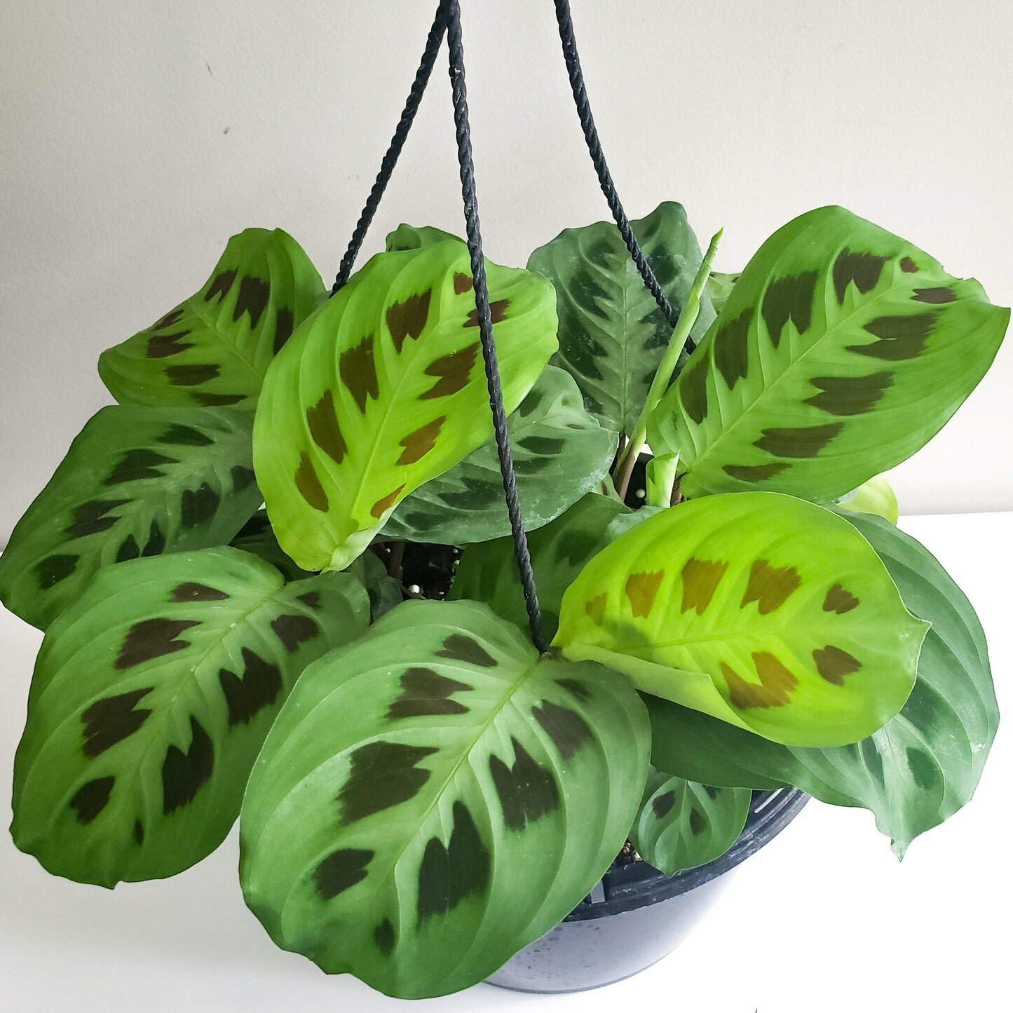 Maranta leuconeura- Green Prayer Plant-plant-ThePaintedLeaf-care