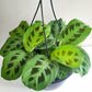 Maranta leuconeura- Green Prayer Plant-plant-ThePaintedLeaf-care