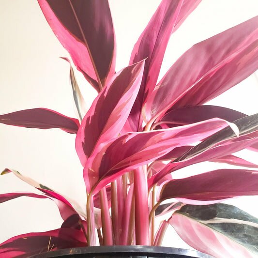Stromanthe triostar-plant-ThePaintedLeaf-care
