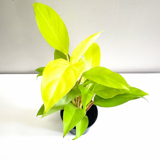Philodendron Lemon Lime (upright)-plant-ThePaintedLeaf-care