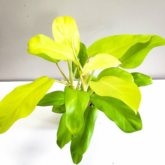 Philodendron Lemon Lime (upright)-plant-ThePaintedLeaf-care