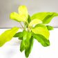Philodendron Lemon Lime (upright)-plant-ThePaintedLeaf-care