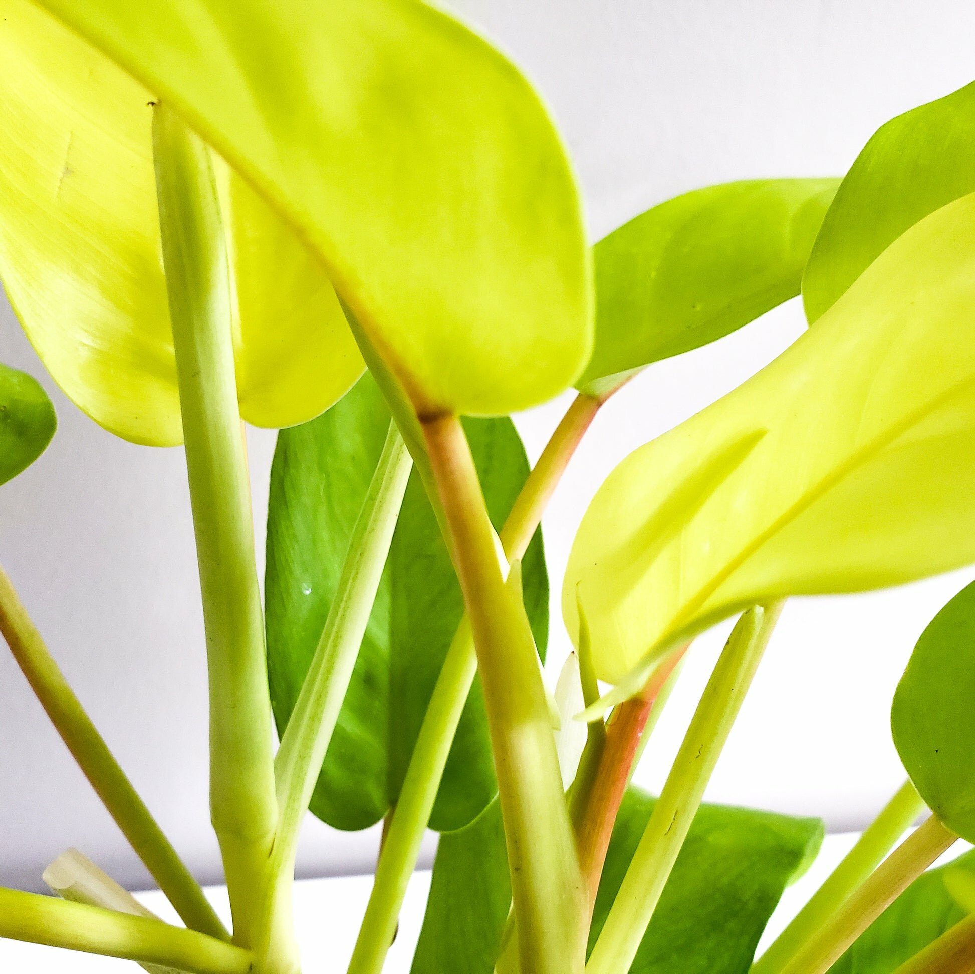 Philodendron Lemon Lime (upright)-plant-ThePaintedLeaf-care