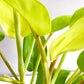 Philodendron Lemon Lime (upright)-plant-ThePaintedLeaf-care