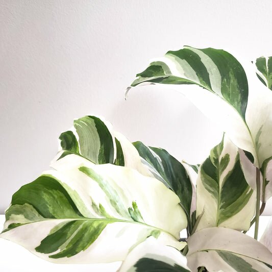 Calathea lietzei - White Fusion-plant-ThePaintedLeaf-care
