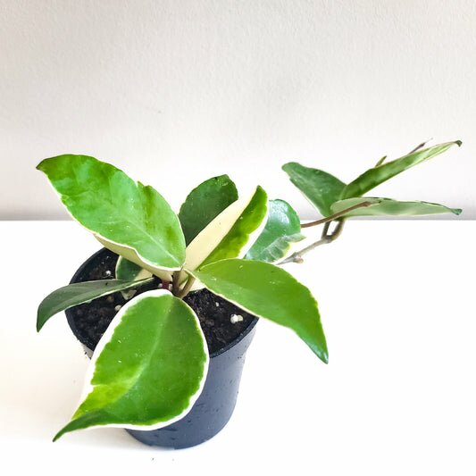 Hoya carnosa Variegata-plant-ThePaintedLeaf-care