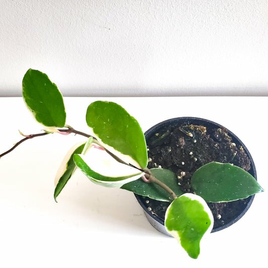 Hoya carnosa Variegata-plant-ThePaintedLeaf-care