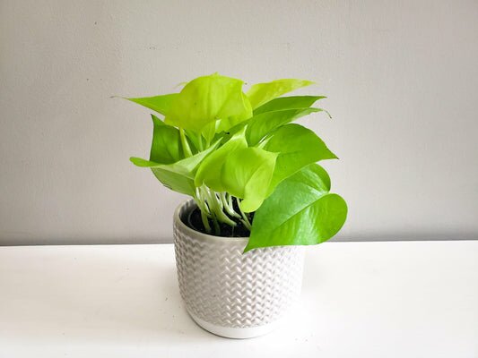 Epipremnum aureum- Neon Pothos-plant-ThePaintedLeaf-care