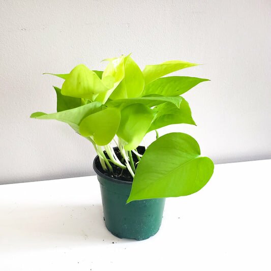 Epipremnum aureum- Neon Pothos-plant-ThePaintedLeaf-care