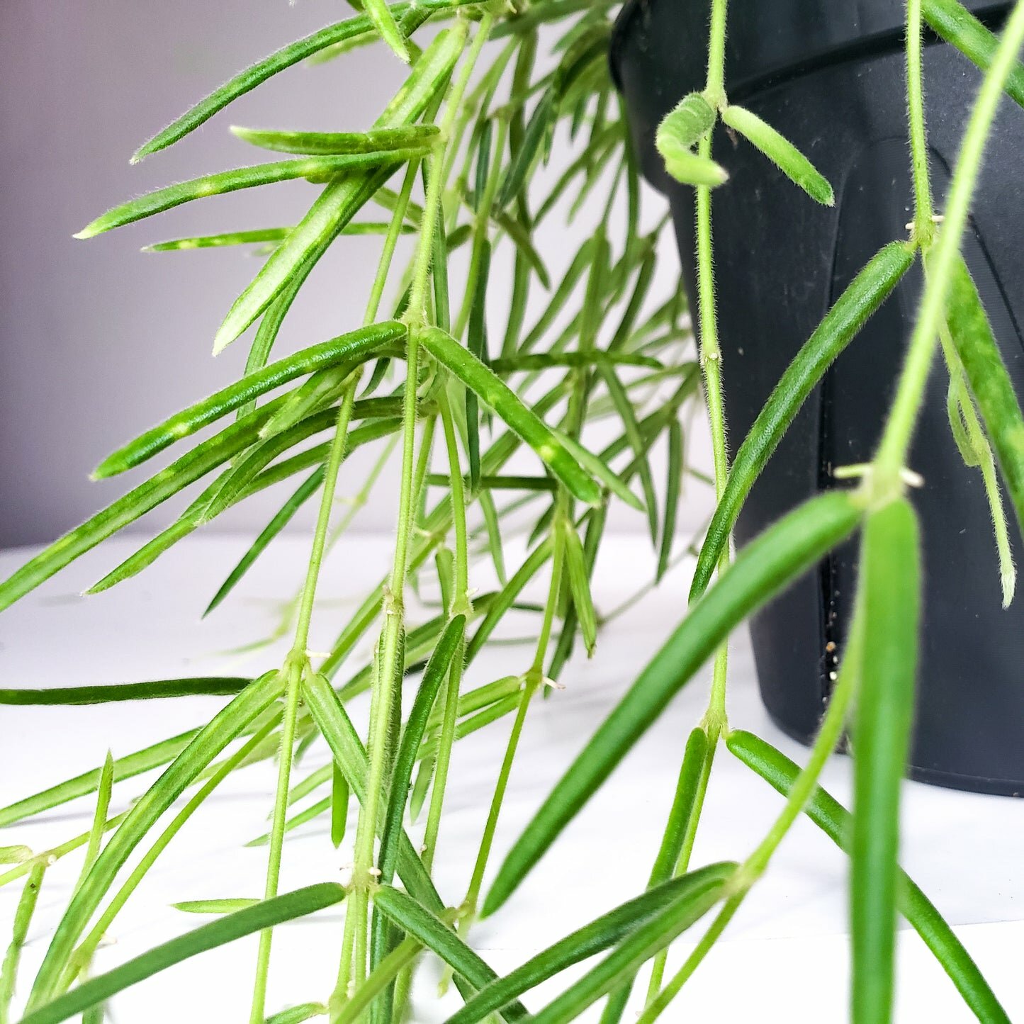 Hoya linearis-plant-ThePaintedLeaf-care