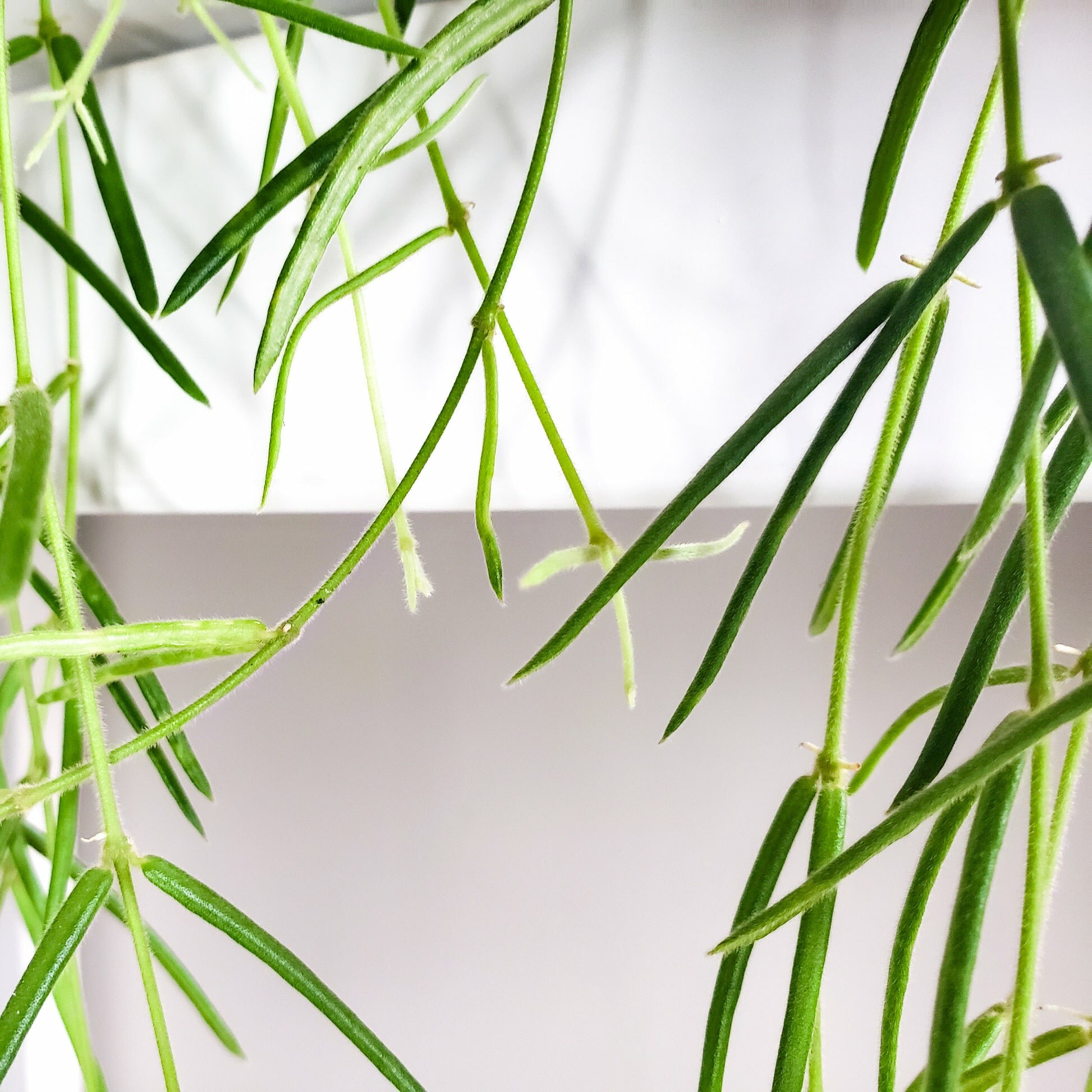 Hoya linearis-plant-ThePaintedLeaf-care