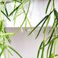 Hoya linearis-plant-ThePaintedLeaf-care