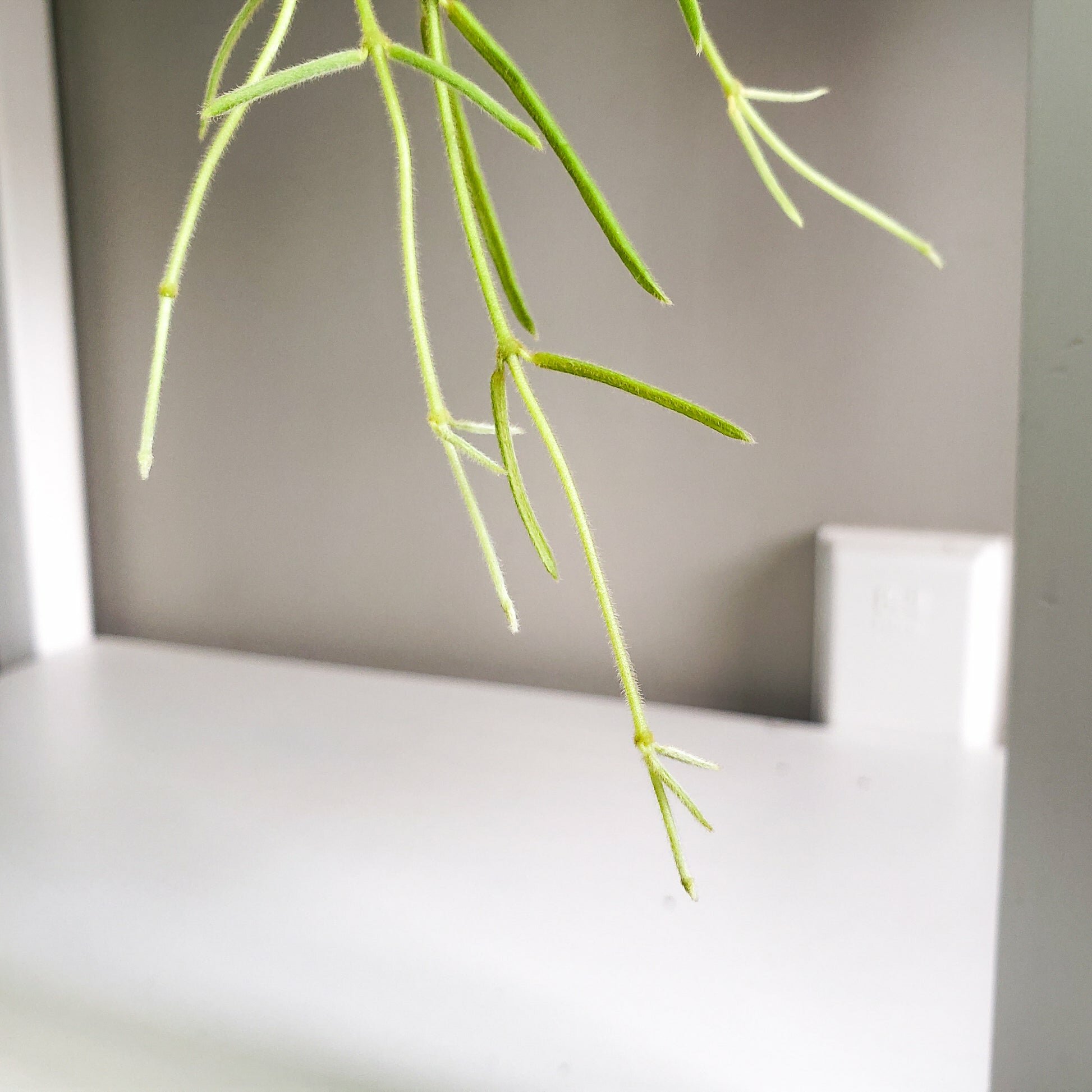 Hoya linearis-plant-ThePaintedLeaf-care