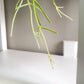 Hoya linearis-plant-ThePaintedLeaf-care