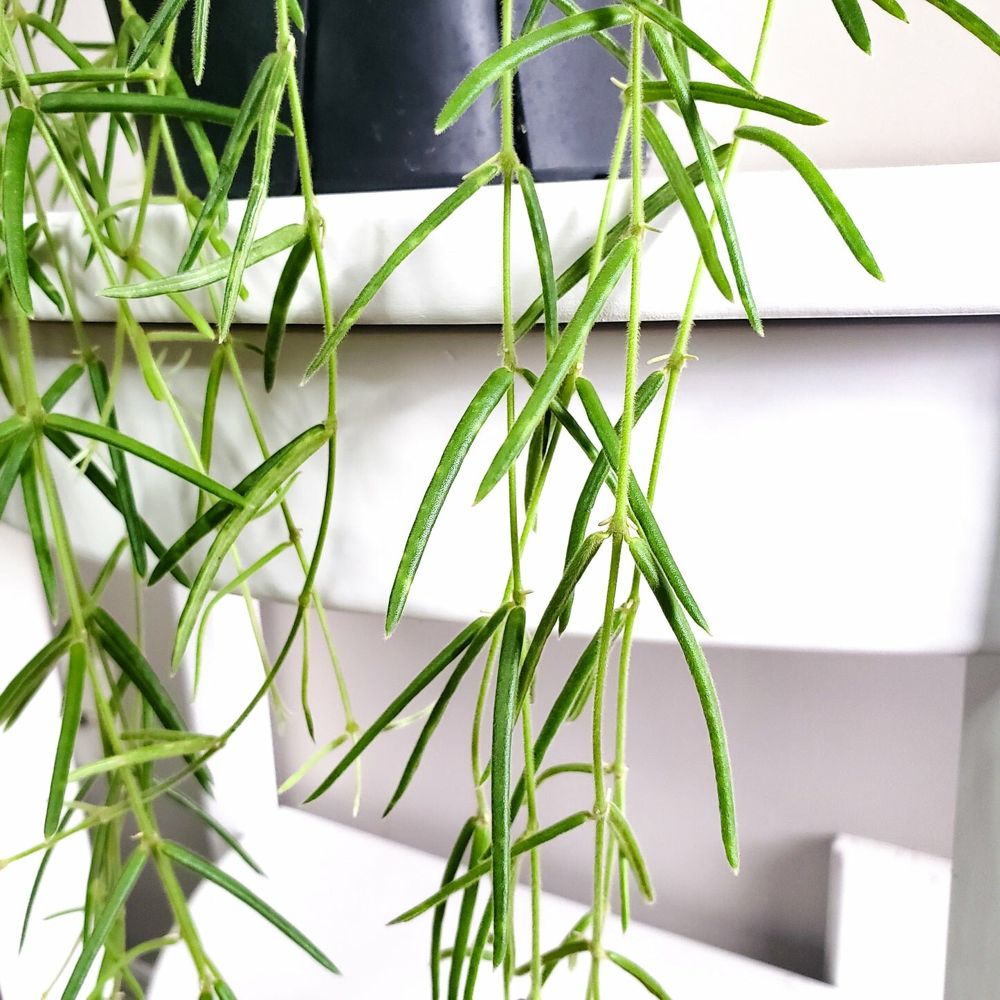 Hoya linearis-plant-ThePaintedLeaf-care